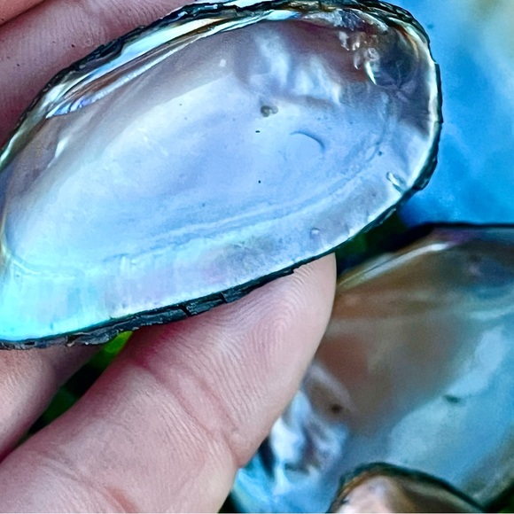 20 Iridescent Mussel Shells Coastal Nautical Decor - Picture 6 of 6